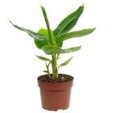 Bananenpflanze - exotische Zimmerpflanze, Musa tropicana - Höhe ca. 30 cm, Topf-Ø 12 cm