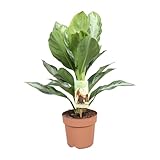 Aglaonema Silver Bay - Kolbenfaden - Zimmerpflanze - Ø17cm - ↑55cm