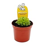 Exotenherz - Fleischfressende Pflanze - Mexikanisches Fettkraut - Pinguicula esseriana - 9cm Topf