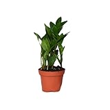 Zamioculcas - Glücksfeder - Zimmerpflanze - Ø12cm - ↑30cm