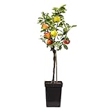Plant in a Box - Apfelbaum mit 3 Apfelsorten in einem Baum - Höhe 60-70 cm - Topf 17cm - Malus Elstar, Jonagored & Golden Delicious - Mehrsortiger Obst für Garten & Terrasse