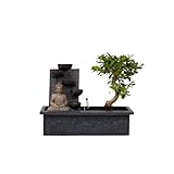 Plant in a Box - Bonsaibaum mit pflegeleichtem Wassersystem und fließendem Wasserfall über Buddha-Figur - Bonsai baum echt groß - Zimmerpflanze - Höhe 25-35cm