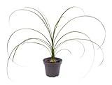 Elefantenfuß (Beaucarnea Recurvata Nolina) - Höhe: 22 cm - von Botanicly