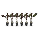 Obstpflanze - Bananenpflanze - Ensete ventricosum Maurelli - Winterhart | 6 Stück - 30cm - Ø12cm - Gartenpflanze