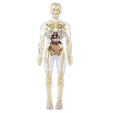 Anatomie-Modell des menschlichen Skeletts, für Demonstration, klarer anatomischer menschlicher Körper mit abnehmbaren Organen, klares Körperorgan