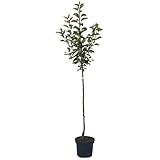 Apfelbaum Cox Orange Renette Winterapfel Apfel Halbstamm 150-170 cm 10 Liter Topf Unterlage M7