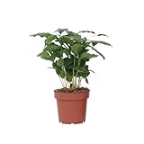 Plant in a Box - Kaffeepflanze - Coffea arabica - Höhe 25-40cm - Pot 12cm - Zimmerpflanze - Grün