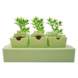 Pflanzschalen, Anzuchtset, Mini-Gewächshaus, wiederverwendbares Zubehör für Aussaat und Umpflanzen, Anbau von Blumenbeeten, Umpflanzung, Vorbereitung