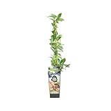 Bloomique - Vaccinium Corymbosum 'Goldtraube' - Heidelbeeren Pflanzen - Gartenpflanze - Balkon Pflanze - Obstpflanzen Winterhart - ⌀14 cm - Höhe 60-70cm