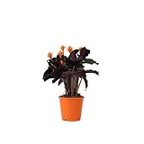 Plant in a Box - Calathea Crocata - Korbmarante - Flammendes Pfeilblatt - Luftreinigende Zimmerpflanze - Topf 14cm - Höhe 40-50cm