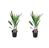 2er-Set Chinesische Hanfpalme Trachycarpus Fortunei, ca. 50 cm Höhe - Winterharte Palme für Garten und Terrasse - Exotische Pflanze für Innen- und Außenbereich