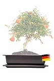 Genki-Bonsai Pflanzschale 28 x 21 x 8 cm aus Kunststoff – rechteckiger Pflanzkübel mit Untersetzer, frostbeständig, mit Drainagelöchern – für Bonsai, Kräuter, Zimmer- & Balkonpflanzen