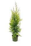 5 Thuja Brabant 110-130cm XXl ohne Topf gemessen frisch vom Feld Gartenhecke Heckenpflanzen Immergrüner Lebensbaum