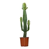 Bloomique - Euphorbia Acrurensis - Cowboy Kaktus - Sukkulenten - Zimmerpflanzen - Sehr Pflegeleicht - Höhe 60-70 cm - Topf 17 cm