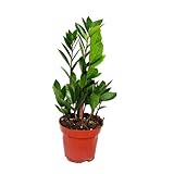 Exotenherz - Zamio Palme - Zamioculcas zamiifolia - 1 Pflanze - pflegeleicht - luftreinigend - 12cm Topf