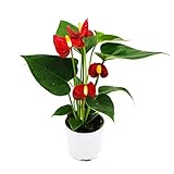 Kleine Flamingoblume - Anthurium andreanum - Baby-Anthurie - Mini-Pflanze - 7cm Topf - rot blühend - Red Champion