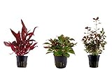 Tropica Pflanzen Set mit 3 schönen roten Topf Pflanzen Aquariumpflanzenset Nr.13 Wasserpflanzen Aquarium Aquariumpflanzen