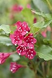 Weigela 'Red Prince' 40-60 cm - Weigelie, leuchtend rote Blüten, Blütezeit Mai-Juni, ideal für Hecken und Rabatten, bienenfreundlich, pflegeleicht