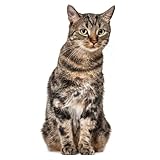 Katzen Fensterbild I lebensecht groß I beidseitig bedruckt I Fenster-Aufkleber I statisch haftend I Vogel-Schutz I selbstklebend wiederablösbar I dv949