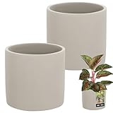 KOTARBAU® Blumentopf Keramik groß Zylinder Ethno ⌀ 16 cm Höhe 15 cm 2 St. Blumenübertopf Keramik Blumentopf Betonoptik kleine Übertöpfe Keramiktopf Pflanzen
