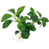 Anubias nana Petite, Wasserpflanze Loose mit Wurzeln, Kleine Anubias Marke Daxton-Plant