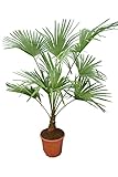 Winterharte Hanfpalme L - Trachycarpus fortunei - Gesamthöhe 120-140 cm - Topf Ø 30 cm