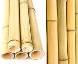 10er Set Bambusrohr 300cm gelb mit 4,5-6cm Durchmesser - Gebleichte Bambusstangen 3m lang (BAYS3005)