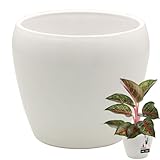 KOTARBAU® Blumentopf Weiß innen rund ⌀ 12 cm H: 12 cm glasierte Keramik Blumentöpfe innen Blumenübertopf Pflanzentopf innen Orchideenübertöpfe Blumentopf groß Flower Pot
