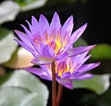 WASSERPFLANZEN WOLFF - tropische Seerose im PFLANZKORB - Nymphaea, blau-violett - fix und fertig im PFLANZKORB - TOPP-RARITÄT -