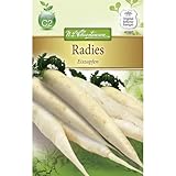 Chrestensen Radies 'Eiszapfen'