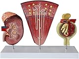 Anatomisches Modell der menschlichen Niere. 3 Modelle für fortgeschrittene anatomische Biologie – glomeruläres Schnittmodell. Anatomie des Harnsystems, das im Schulkrankenhaus verwendet Wird