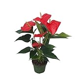 Plant in a Box - Flamingoblume - Anthurium 'Royal Champion' - Höhe 35-45cm - Topf 12cm - Blühende Zimmerpflanze - Rot