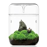 Kleines Glas-Pflanzenterrarium 12x17,5 cm Sukkulenten-Luftplanter Farnmoos Mikrolandschaftsvase für die Dekoration von Hausgärten Büro-Tischplatte Behälter mit Deckel Innen-Wardian DIY-Geschenk