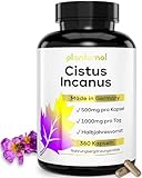 360x Cistus Incanus Kapseln - 1000mg reines Zistrosenkraut pro Tagesdosis (2 Kapseln) - Halbjahresvorrat