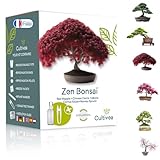 Bonsai Starter Kit – Set Bonsai Anzuchtset 6 verschiedene Bonsaï-Samen – Wachstumsanleitung enthalten - Züchten Sie Ihren wunderschönen Bonsai – Geschenkidee für Männer und Frauen - CULTIVEA®