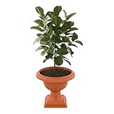 Blumentopf großer Blumentopf Pflanzpokal, Amphore Pflanzgefäß mit Stiel Blumenbeet Ø 47 cm H 52,5 cm rund Terrakotta Breit Home and Garden Arrangement Matt Grabtopf für frische und künstliche Blumen