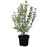 Ovalblättriger Liguster -Ligustrum Ovalifolium- Hecken-Pflanze immer-grün Containerware 60-80cm- Ligusterhecke von Garten Schlüter (Containerware, 60 bis 80 cm Pflanze)