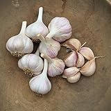 50 Seeds Cloves Music Porcelain Garlic UK Hardy Fresh for New Season Start Now: Only Seeds