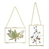 SUMTree 2Pcs Bilderrahmen aus Glas und Metall,Hängende Glas Fotorahmen,Pflanze Probe Clip,Für gepresste Blumen,Fotos,Nur Glasrahmen（Golden,13x18cm,Rechteck）