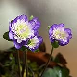 leberblümchen, hepatica balkon kräutergarten, zimmerpflanzen für sonnige plätze bodendecker winterhart mehrjährig 85samen