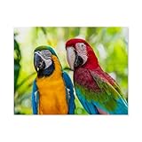 1000 Teile Puzzle Für Erwachsene Und Kinder，Bunte Vögel: Papagei, Aras, Nahaufnahme，Stressabbau Herausforderung Bodenpuzzle DIY Home Wanddekoration（75x50cm）-E43
