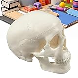 Totenkopf-Anatomie-Modell, Skelett-Kopfknochen – realistischer Totenkopf, Basteln, Halloween-Dekoration für Anatomie, Lernen, Klassenzimmer, Werkzeug, Bildungsdisplay