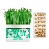 Katzengras für Zimmerkatzen - Anzuchtset - Bio Katzengrassamen und Behälter