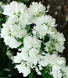 BALDUR Garten Schneeweißer Duft-Jasmin, 1 Pflanze, Philadelphus lemoinei Gartenjasmin duftend winterhart Duft-Jasmin, pflegeleicht, blühend, Blütenstrauch, Sommerjasmin