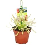 Fleischfressende Pflanze - Drosera capensis - der rote Kap Sonnentau - 8 bis 12cm!