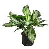 Dehner Kolbenfaden Silver Bay, in Hydrokultur, Aglaonema commutatum, mehrtriebige Zimmerpflanze mit panaschiertem Laub, ca. 50 cm, Ø Topf 22 cm