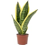 Bogenhanf - pflegeleichte Zimmerpflanze, Sansevieria trifasciata Superba - Höhe ca. 30 cm, Topf-Ø 9 cm