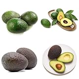 avocado samen zum pflanzen - säulenobst obst samen rankpflanzen winterhart winterharte pflanzen für garten zimmerpflanzen samen säulenobstbäume exotische samen pflanzen winterhart 55pcs