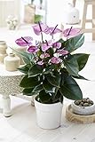 Gardeners Dream Tropische Lila Flamingo Zimmerpflanzen - Echte Anthurium Pflanzen Deko - Natürliche Blühende Pflanze in 13 cm Keramiktopf - Pflegeleichte Zimmerpflanze - Indoor Plants - Topf Pflanze