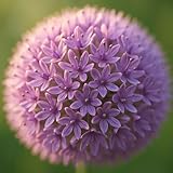 IFLO® Blumenzwiebeln 3 Allium Gladiator – XXL-Zierlauch mit imposanten violetten Blüten | Mehrjährig, winterhart & bienenfreundlich | dekorativ für Garten & Kübel